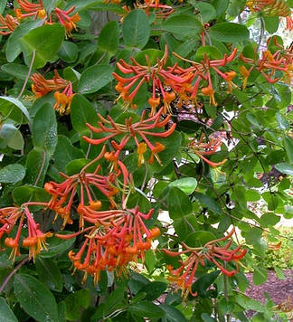 Жимолость Брауна (контейнер 0,5л)