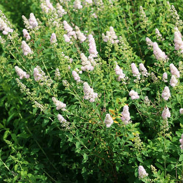 Спіреєва зволожена біла/Spiraea salicifolia