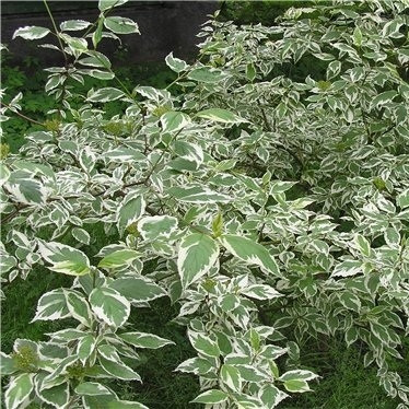 Дерен строкатий, фото 1