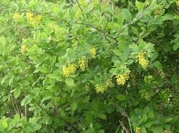 Барбарис знімний, фото 1