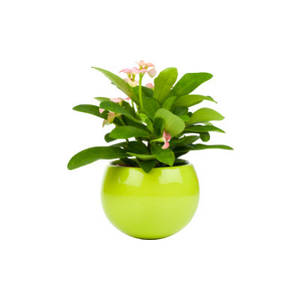 Живі рослини