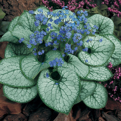 Брунера Джек Фрост / Brunnera Jack Frost (контейнер 0,5л), фото 1
