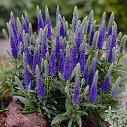 Вероніка колоскова Ulster Blue Dwarf/Veronica spicata Ulster Blue Dwarf, фото 1