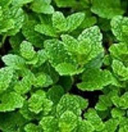 М'ята Марокканська