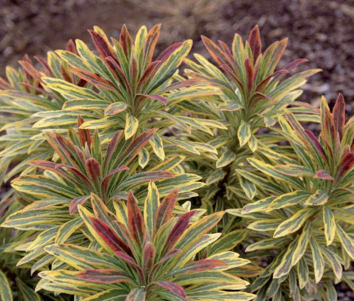 Молочай мартіні/Euphorbia martinii Ascot Rainbow