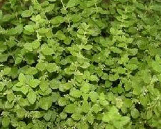 М'ята лимонна Ауріа