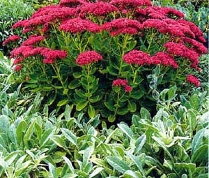 Седум декоративний килим, фото 1