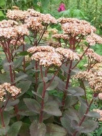 Седум (очиток) Матрона (73)