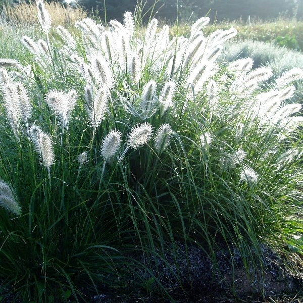Пеннісетум лисохвостовый Hameln \ Pennisetum alopecuroides Hameln