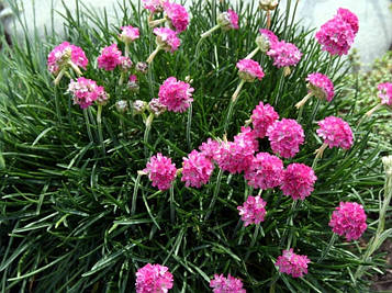 Армерія приморська Розеа Rosea (горщик 0,5л)