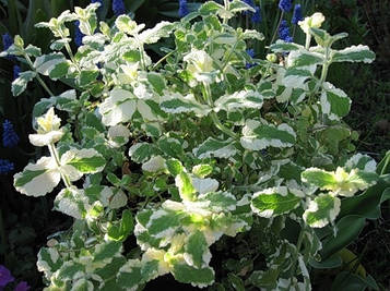 М'ята строкастима ананасова