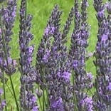 Лавандин Ізида (контейнер 0,5л)