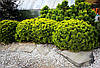 Сосна гірська Карстен / С20 / h 50-60 / Pinus mugo Carsten, фото 5