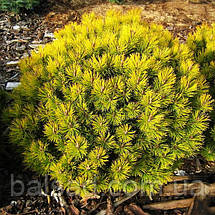 Сосна гірська Карстен / С45 / h 60-70 / Pinus mugo Carsten, фото 6