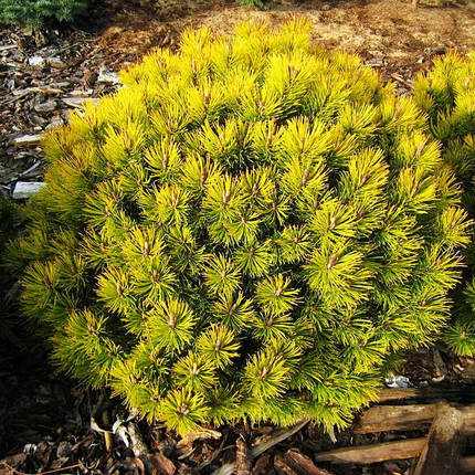 Сосна гірська Карстен / С20 / h 50-60 / Pinus mugo Carsten, фото 2