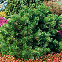 Сосна чорна Хорнібрукіана / С20 / h 40-60 / Pinus Hornibrookiana, фото 3