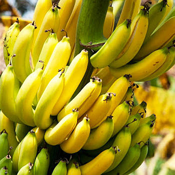 Саджанці Банан карликовий "Абу" (Abu) - великоплідний, солодкий, неприхотивый