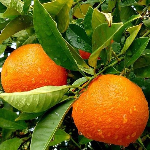 Саджанці апельсина Валенсія 2-х річний - ранній, ароматний, солодкий