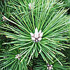 Сосна тунберга Маїджіма / d 80-90 / Pinus thunbergii Maijima, фото 2