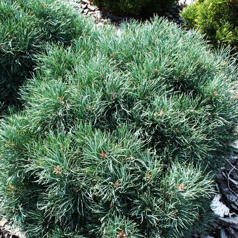 Сосна звичайна Френшам / h 20-30 / Pinus sylvestris Frensham