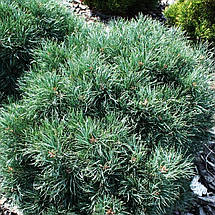 Сосна звичайна Френшам / С5 / h 30-40 / Pinus Frensham, фото 5