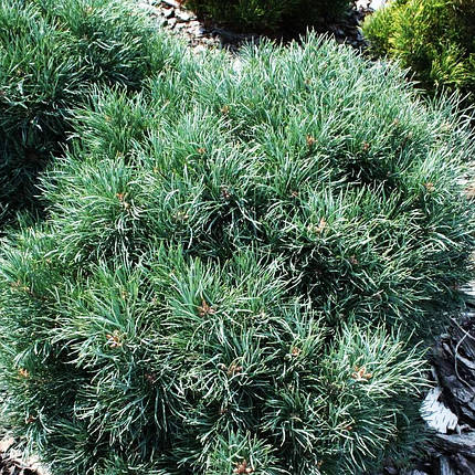 Сосна звичайна Френшам / h 20-30 / Pinus sylvestris Frensham, фото 2