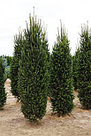 Ель обыкновенная Купрессина / h 150-170 / Picea abies Cupressina