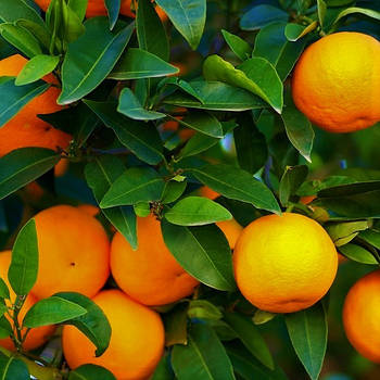 Саджанці апельсина Навелина (Navelina) 2-х річний - ранній, кімнатний, скороплідний