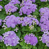 Агератум | Ageratum houstonianum High Tide F1 PanAmerican (100/1000 seed)