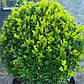 Саджанці самшиту вічнозеленого (Buxus), фото 3
