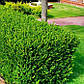 Саджанці самшиту вічнозеленого (Buxus), фото 5