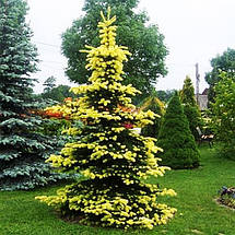 Ялина колюча Майголд / h 150-170 / Picea pungens Maigold, фото 3