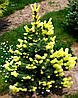 Ялина колюча Майголд / h 150-170 / Picea pungens Maigold, фото 2
