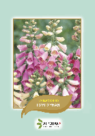 Насіння квітів Наперстянка Пурпурова Агропак плюс