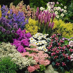 Багаторічні рослини