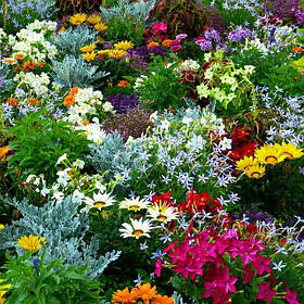 Однорічні рослини