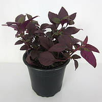 Альтернантера | Alternanthera Purple Prince PanAmerican (100/1000 seed)