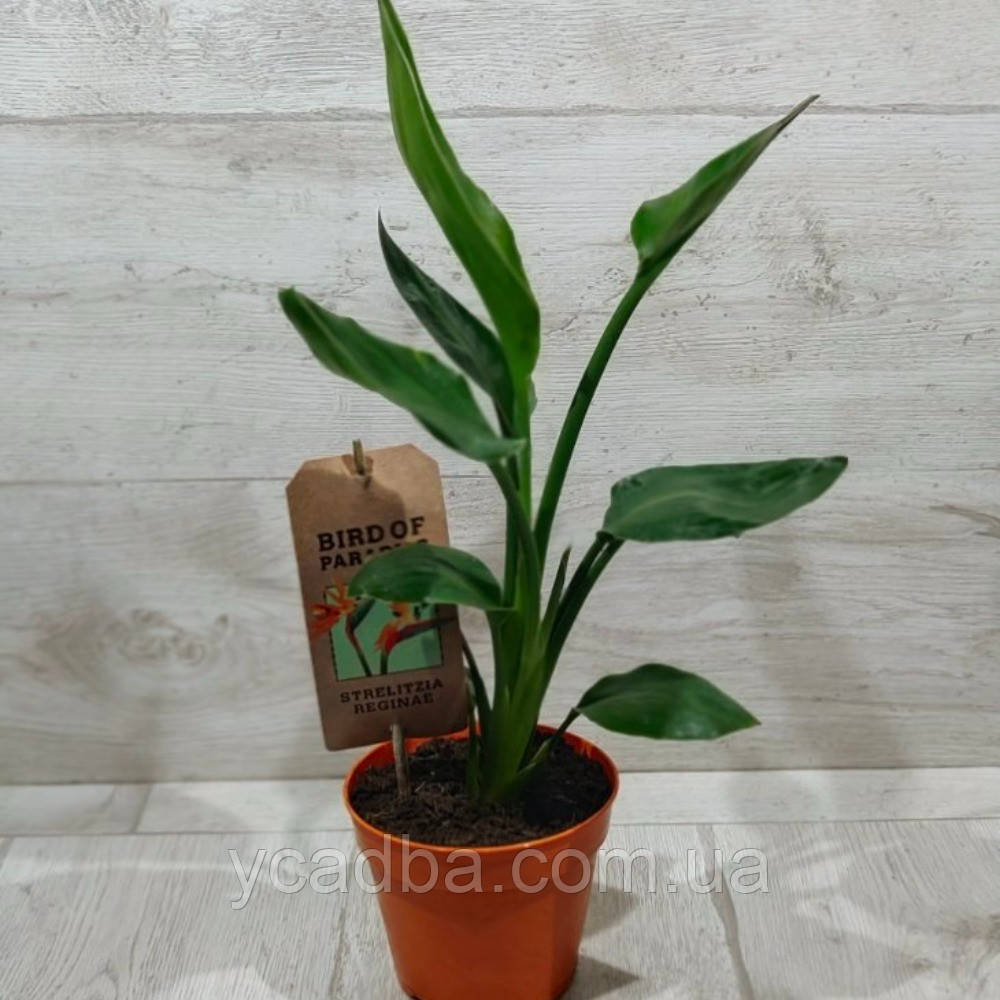 Стріліція королівська Регіна, фото 1