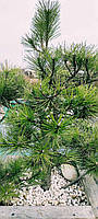 Сосна Бонсай "Sosna Czarna" / Pinus Bonsai "Sosna Czarna" С45 /Н 80-90
