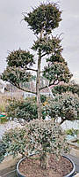 Ялівець китайський Блю Альпс/Juniperus chinensis Blue Alps, Bonsai С200 /Н 180-200
