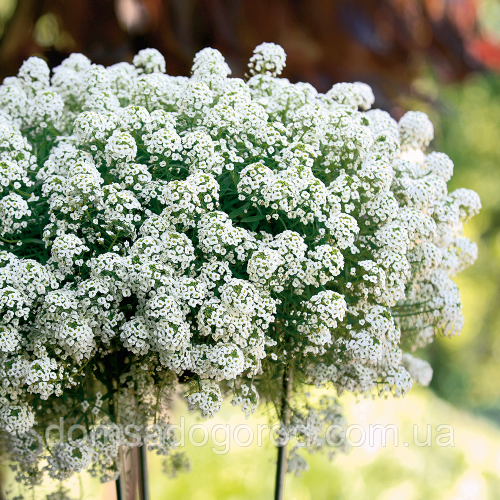 Алиссум | Lobularia maritima Wonderland White (1000 seed)