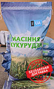 Гібрид — Сільнянський 298 НВ Посіяне насіння кукурудзи.