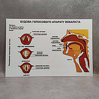 Стенд для кабинета музыки. Строение голосового аппарата у вокалиста