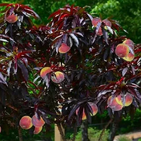 Саджанці червонолистного персика «Бургунді»
