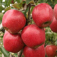 Саджанці яблуні «Джонаголд Декоста» — 2-річний