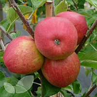 Саджанці яблуні «Пінова» — 2-річний