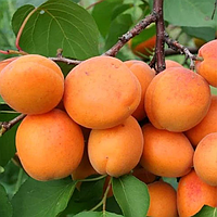 Саженцы абрикоса «Харгранд» - 2-летний