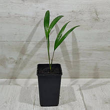 Арека Пальма