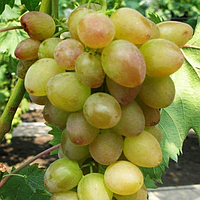 Саженцы винограда «Багровый» - 2-летний