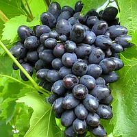 Саджанці винограду «Кодрянка» — 2-річний